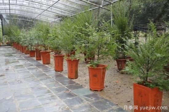 紅豆杉施什么肥好，紅豆杉施氮、磷、鉀肥***好(圖7)