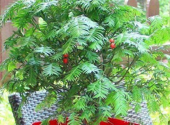 紅豆杉施什么肥好，紅豆杉施氮、磷、鉀肥***好(圖5)