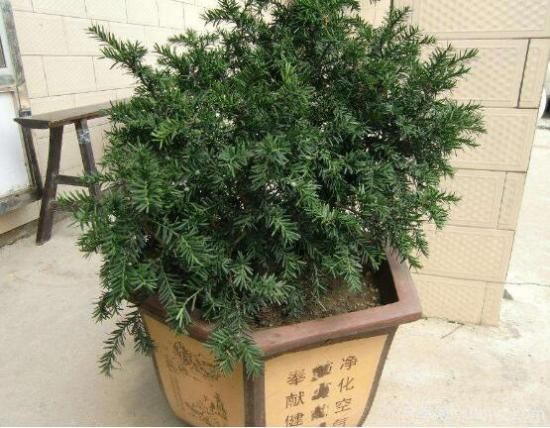 紅豆杉施什么肥好，紅豆杉施氮、磷、鉀肥***好(圖3)