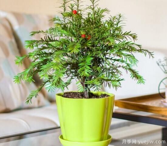紅豆杉施什么肥好，紅豆杉施氮、磷、鉀肥***好(圖2)