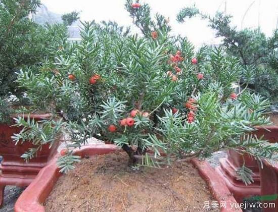 紅豆杉施什么肥好，紅豆杉施氮、磷、鉀肥***好(圖4)