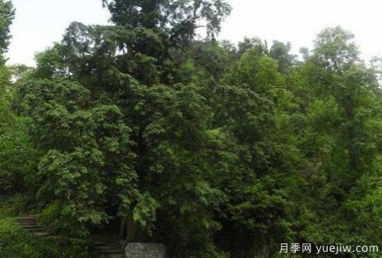 紅豆杉的花語(yǔ)是什么，紅豆杉代表著(zhù)高雅、思念之情(圖1)