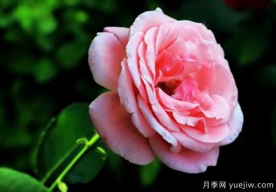 月季適合送給什么人，盤(pán)點(diǎn)送五個(gè)***適宜人(圖2)