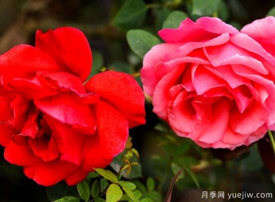 月季適合送給什么人，盤(pán)點(diǎn)送五個(gè)***適宜人(圖1)