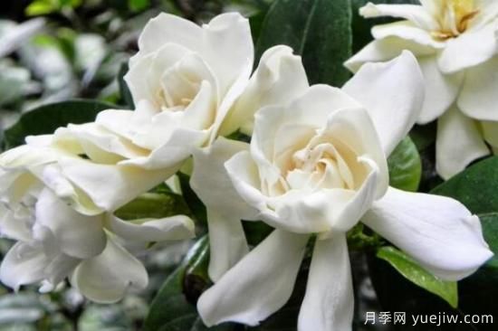 梔子花的花語(yǔ)，梔子花圖片大全(圖4)