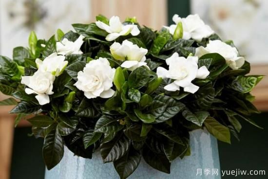梔子花的花語(yǔ)，梔子花圖片大全(圖2)