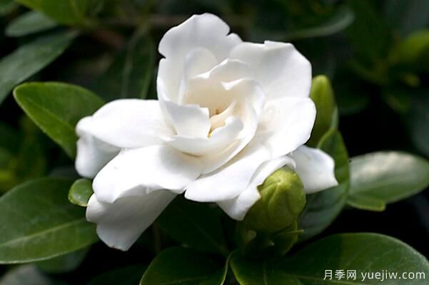 梔子花的花語(yǔ)，梔子花圖片大全(圖1)