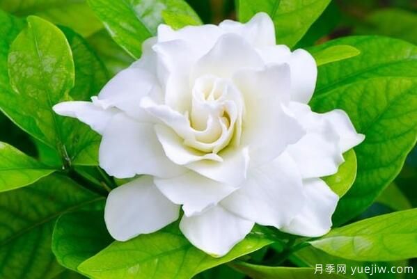 梔子花的花語(yǔ)，梔子花圖片大全(圖3)