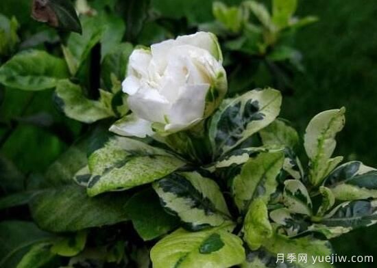 梔子花有哪些品種，梔子花品種圖片大全(圖5)