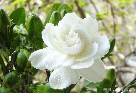 梔子花有哪些品種，梔子花品種圖片大全(圖6)