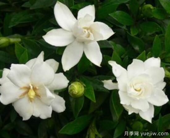 梔子花有哪些品種，梔子花品種圖片大全(圖8)