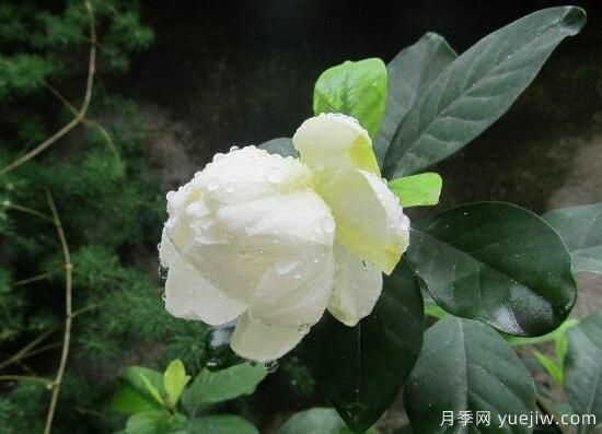 梔子花有哪些品種，梔子花品種圖片大全(圖4)