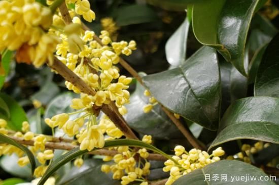 景觀(guān)樹(shù)苗有哪些品種(圖2)