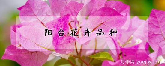 陽(yáng)臺花卉品種(圖1)