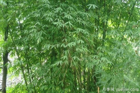竹子的種類(lèi)和名稱(chēng)大全 常見(jiàn)的竹子種類(lèi)介紹(圖1)