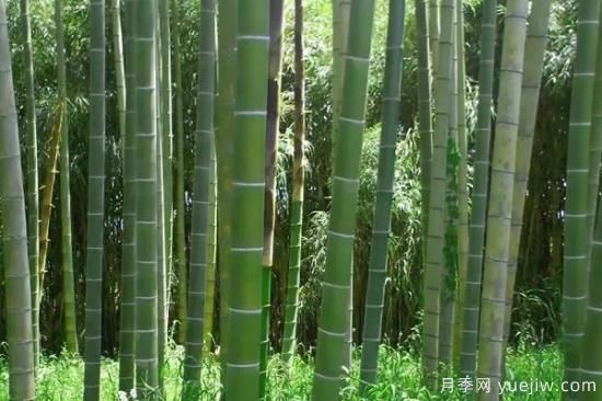 竹子的種類(lèi)和名稱(chēng)大全 常見(jiàn)的竹子種類(lèi)介紹(圖2)