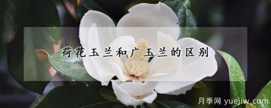 荷花玉蘭和廣玉蘭的區別(圖1)