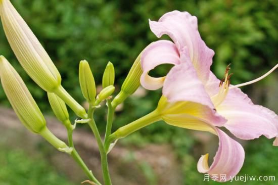 ***好養的花 家庭易養活的花卉(圖1)