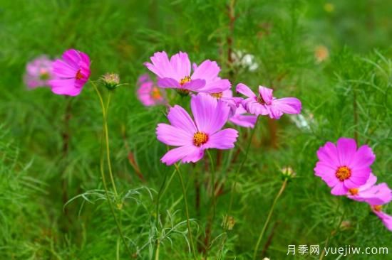 ***好養的花 家庭易養活的花卉(圖3)