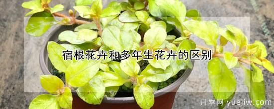宿根花卉和多年生花卉的區別(圖1)