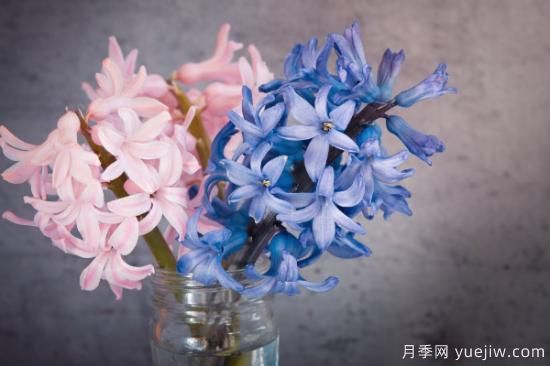 水培植物圖片名稱(chēng)大全 常見(jiàn)水培植物(圖3)