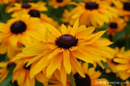 水培植物圖片名稱(chēng)大全 常見(jiàn)水培植物(圖2)