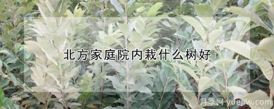 北方家庭院內栽什么樹(shù)好(圖1)