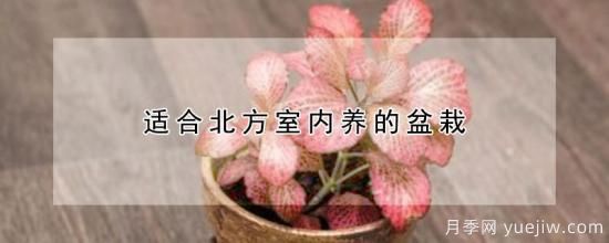 適合北方室內養的盆栽(圖1)