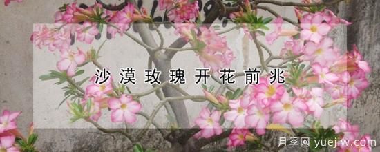 沙漠玫瑰開(kāi)花前兆(圖1)