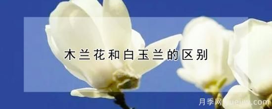 木蘭花和白玉蘭的區別(圖1)