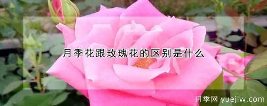 月季花跟玫瑰花的區別是什么(圖1)