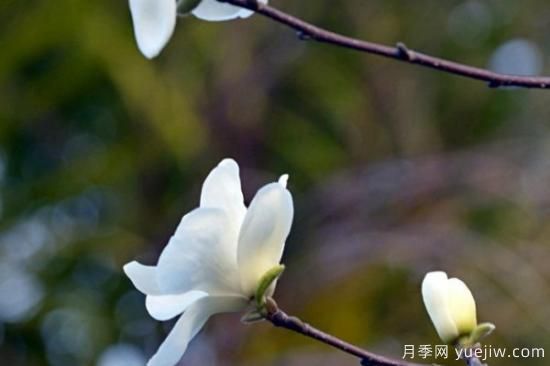 玉蘭花長(cháng)什么樣子(圖3)