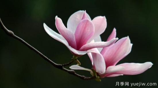 玉蘭花長(cháng)什么樣子(圖1)