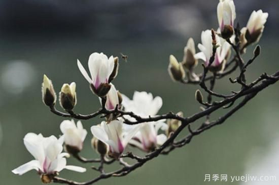 玉蘭花長(cháng)什么樣子(圖2)