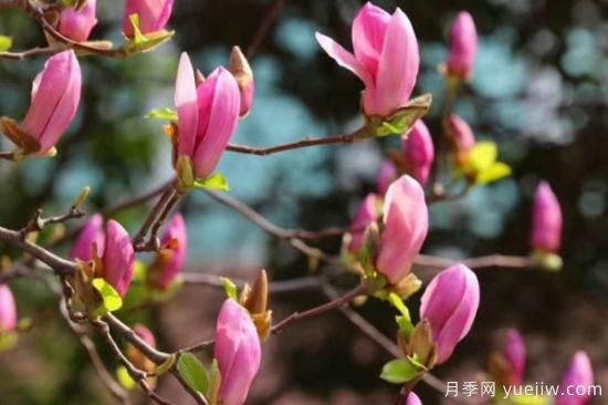 玉蘭花是什么季節開(kāi)的(圖3)