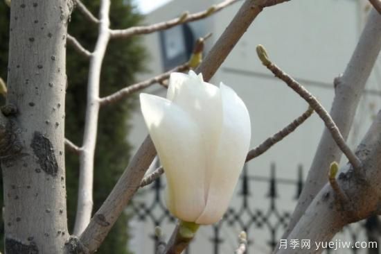 玉蘭花是什么季節開(kāi)的(圖2)