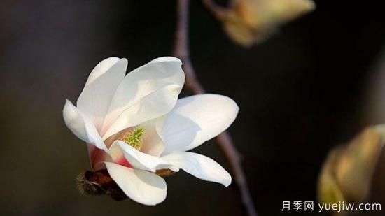 玉蘭花是什么季節開(kāi)的(圖1)