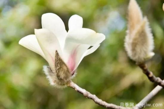 白玉蘭花長(cháng)什么樣子(圖2)