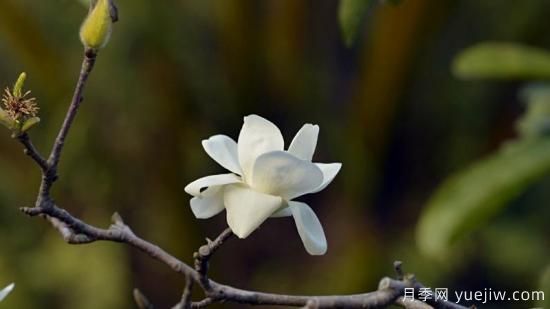 白玉蘭花長(cháng)什么樣子(圖1)