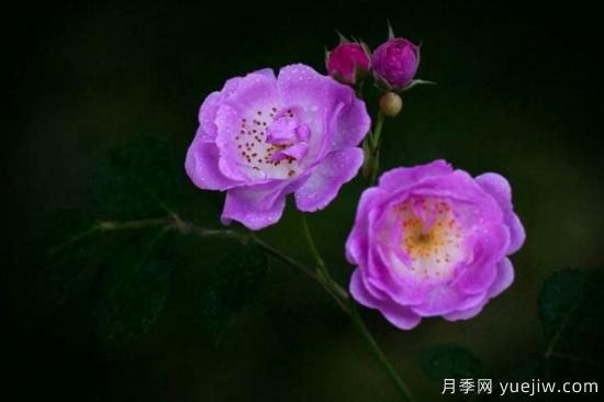 薔薇花和月季花的區別(圖3)