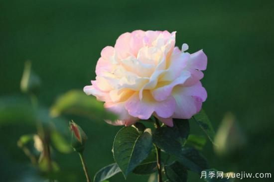 薔薇花和月季花的區別(圖2)