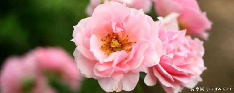 薔薇花和月季花的區別(圖1)
