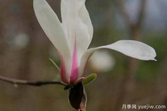 白玉蘭花長(cháng)什么樣子(圖3)