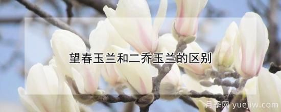 望春玉蘭和二喬玉蘭的區別(圖1)
