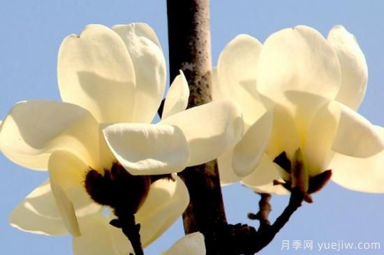 玉蘭花哪個(gè)季節開(kāi)放(圖3)