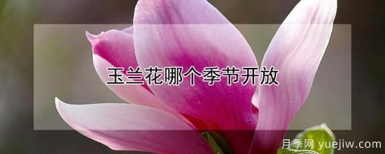 玉蘭花哪個(gè)季節開(kāi)放(圖1)