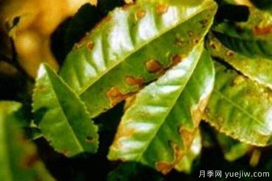 葉斑病與炭疽病的區別(圖3)