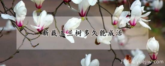 新栽玉蘭樹(shù)多久能成活(圖1)