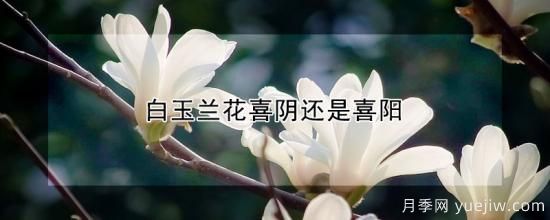 白玉蘭花喜陰還是喜陽(yáng)(圖1)