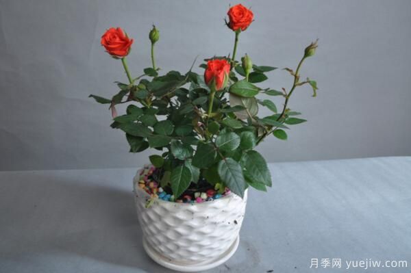 月季花品類(lèi)大全，月季花的5大品種(圖6)